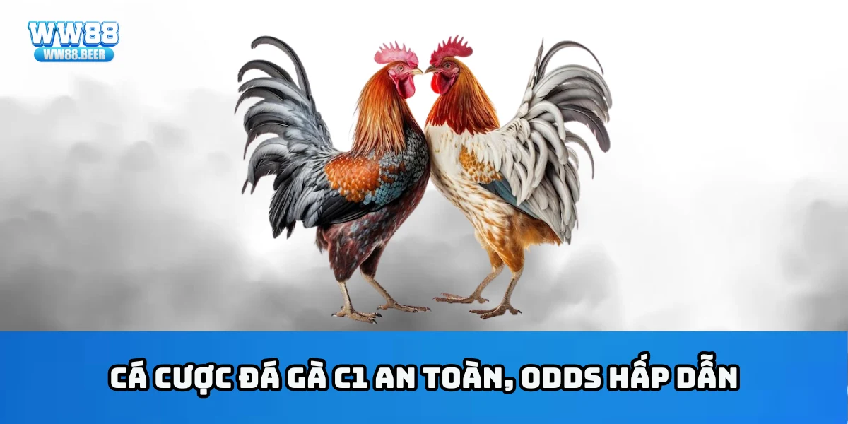 Cá cược đá gà C1 an toàn, odds hấp dẫn