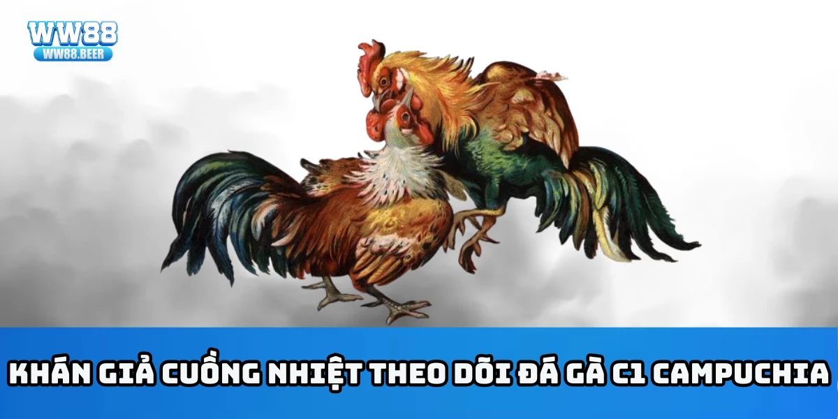 Khán giả cuồng nhiệt theo dõi đá gà C1 Campuchia