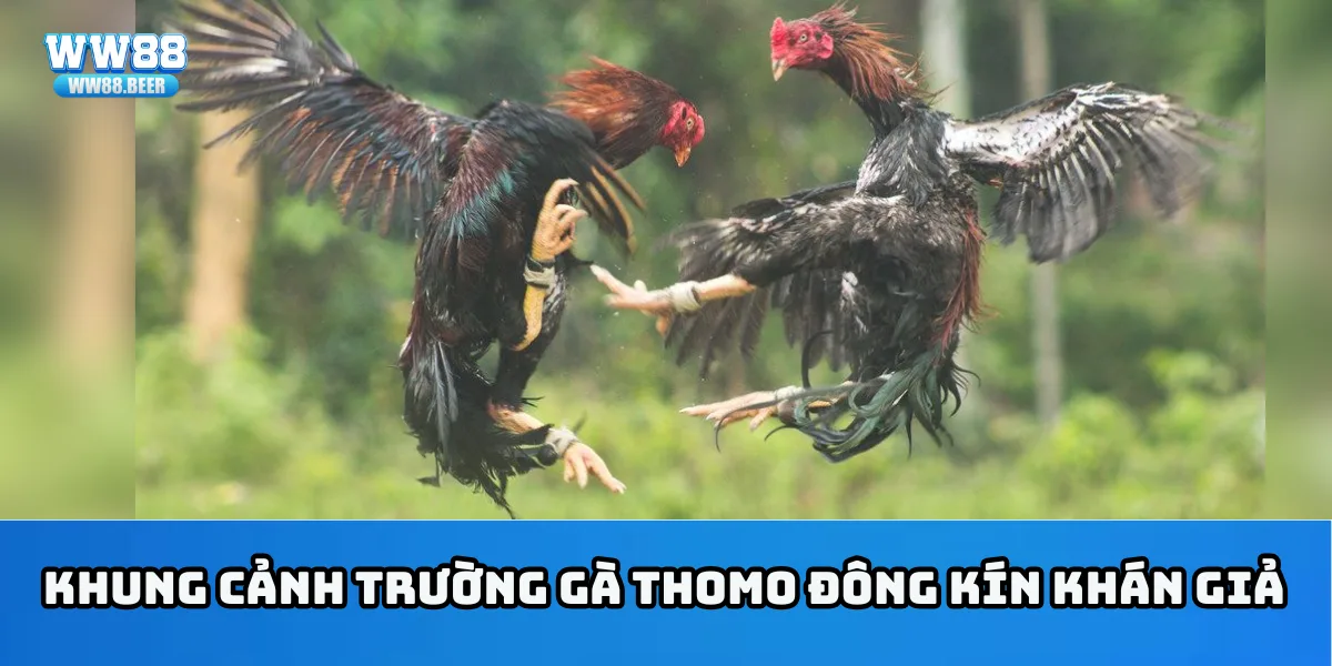 Khung cảnh trường gà Thomo đông kín khán giả
