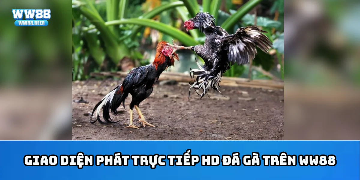 Giao diện phát trực tiếp HD đá gà trên WW88