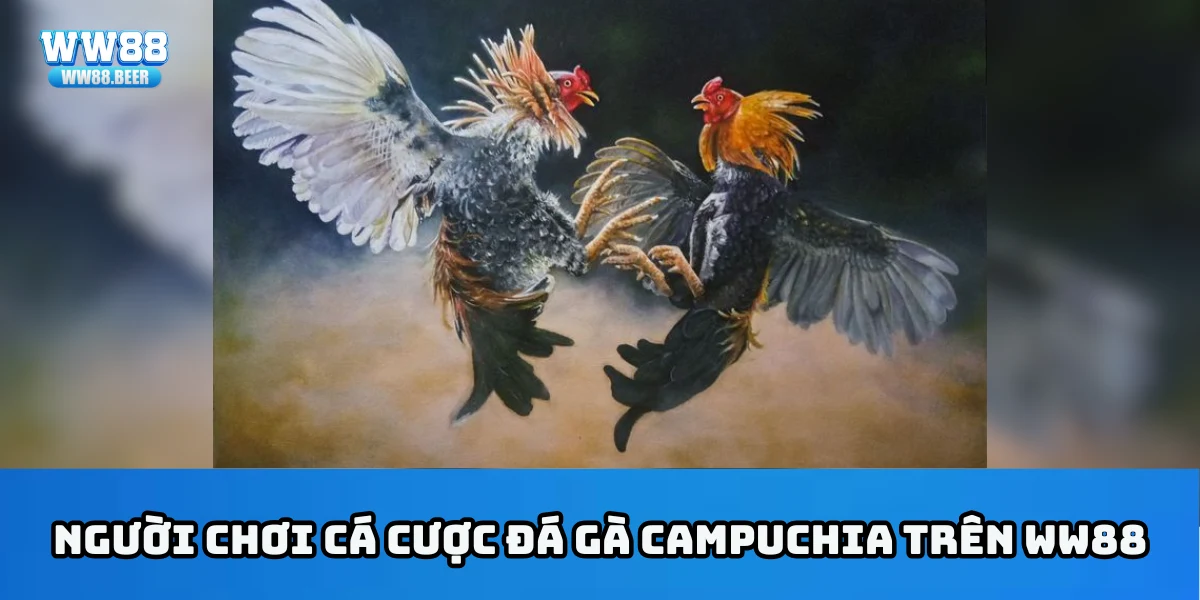 Người chơi cá cược đá gà Campuchia qua ww88